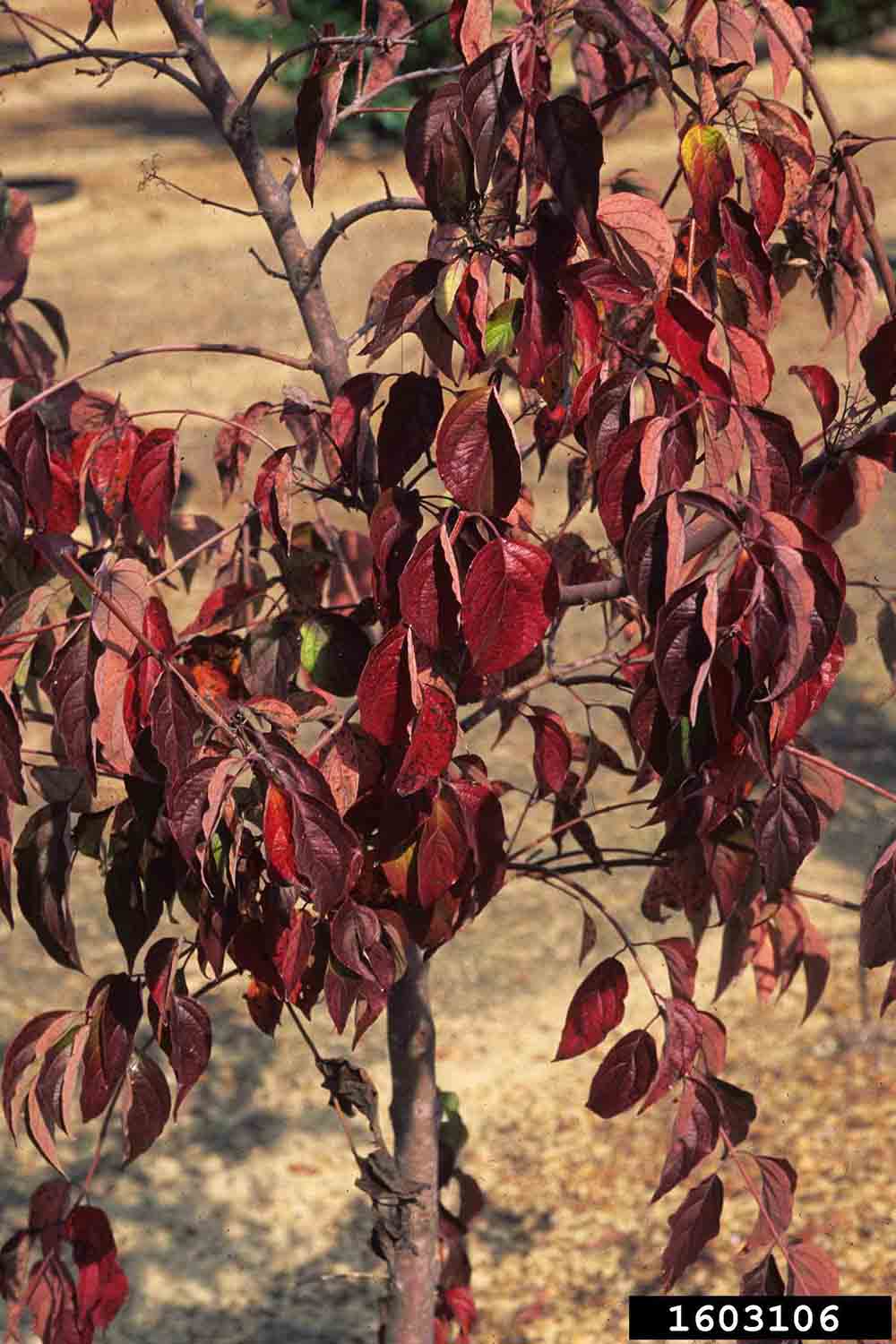 Gray dogwood leaves, fall
