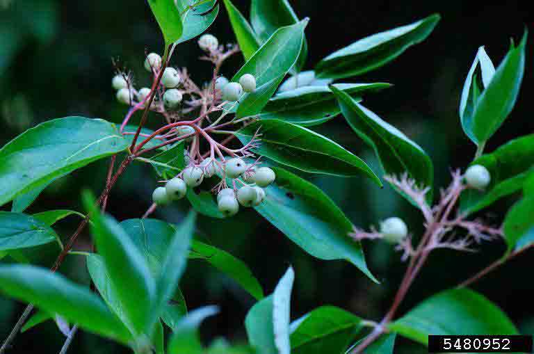 Gray dogwood fruit, white on red stems, with simple untoothed leaves