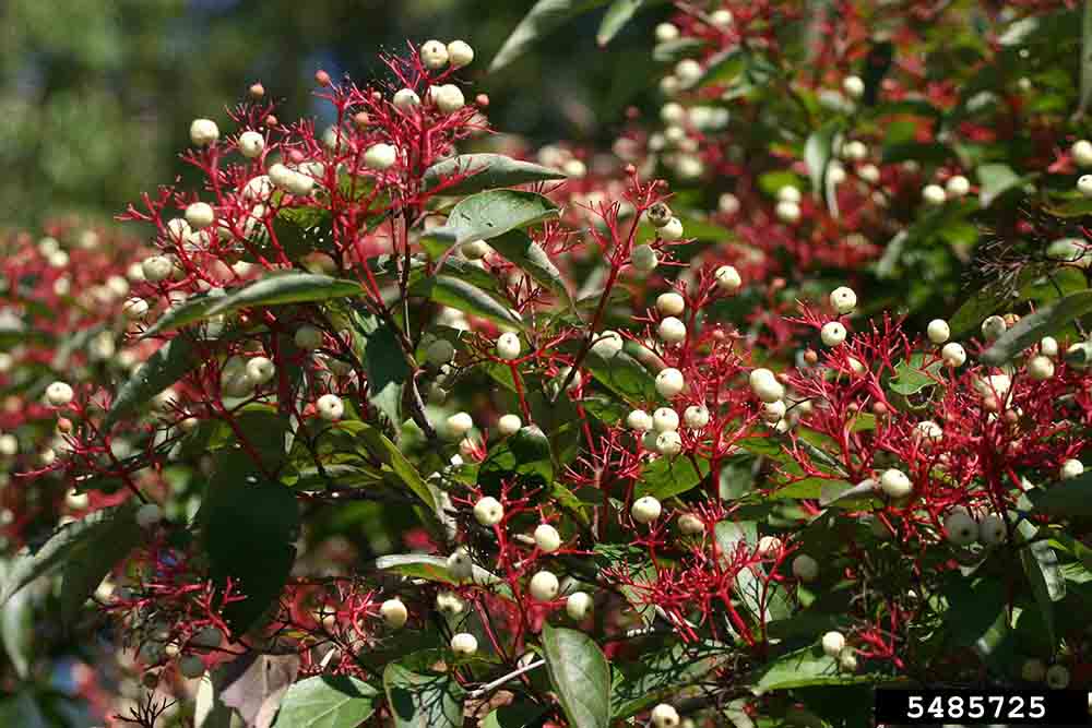 Gray dogwood fruit, white on red stems