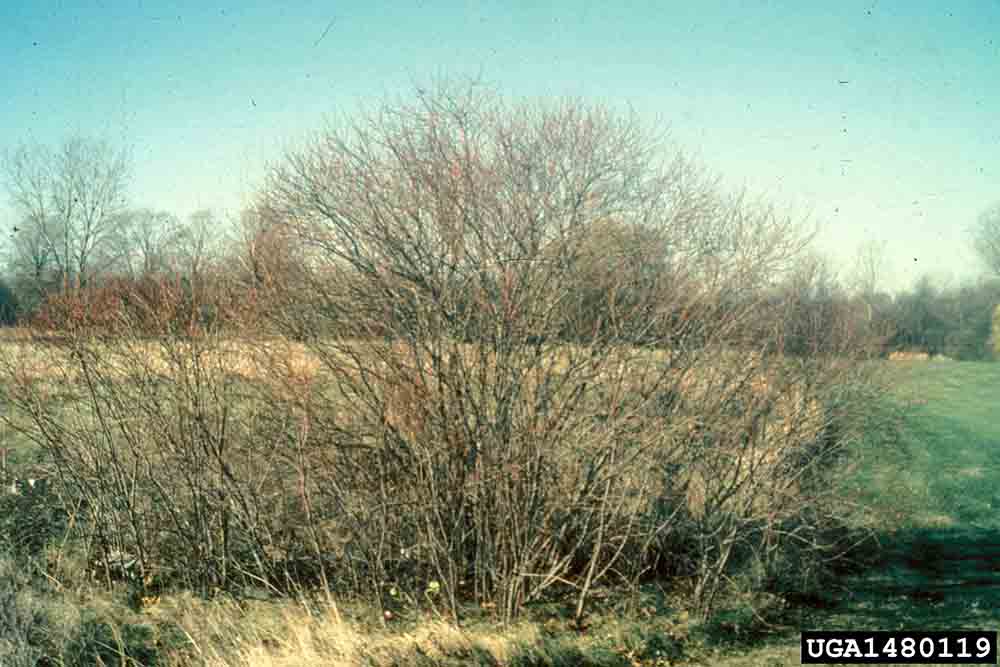 Gray dogwood tree forming a colony