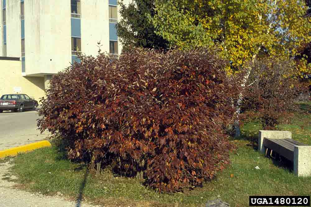 Gray dogwood tree, fall
