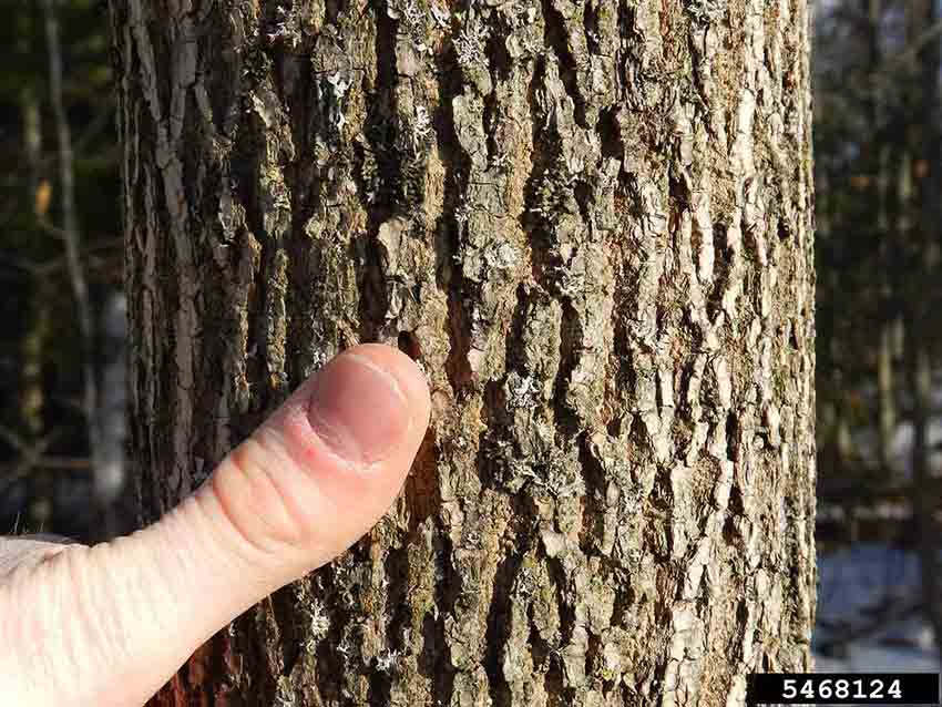 Green ash bark