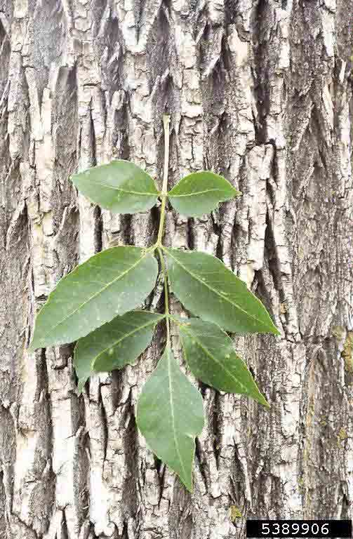 Green ash bark