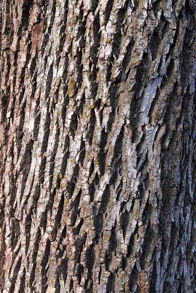 Green ash bark