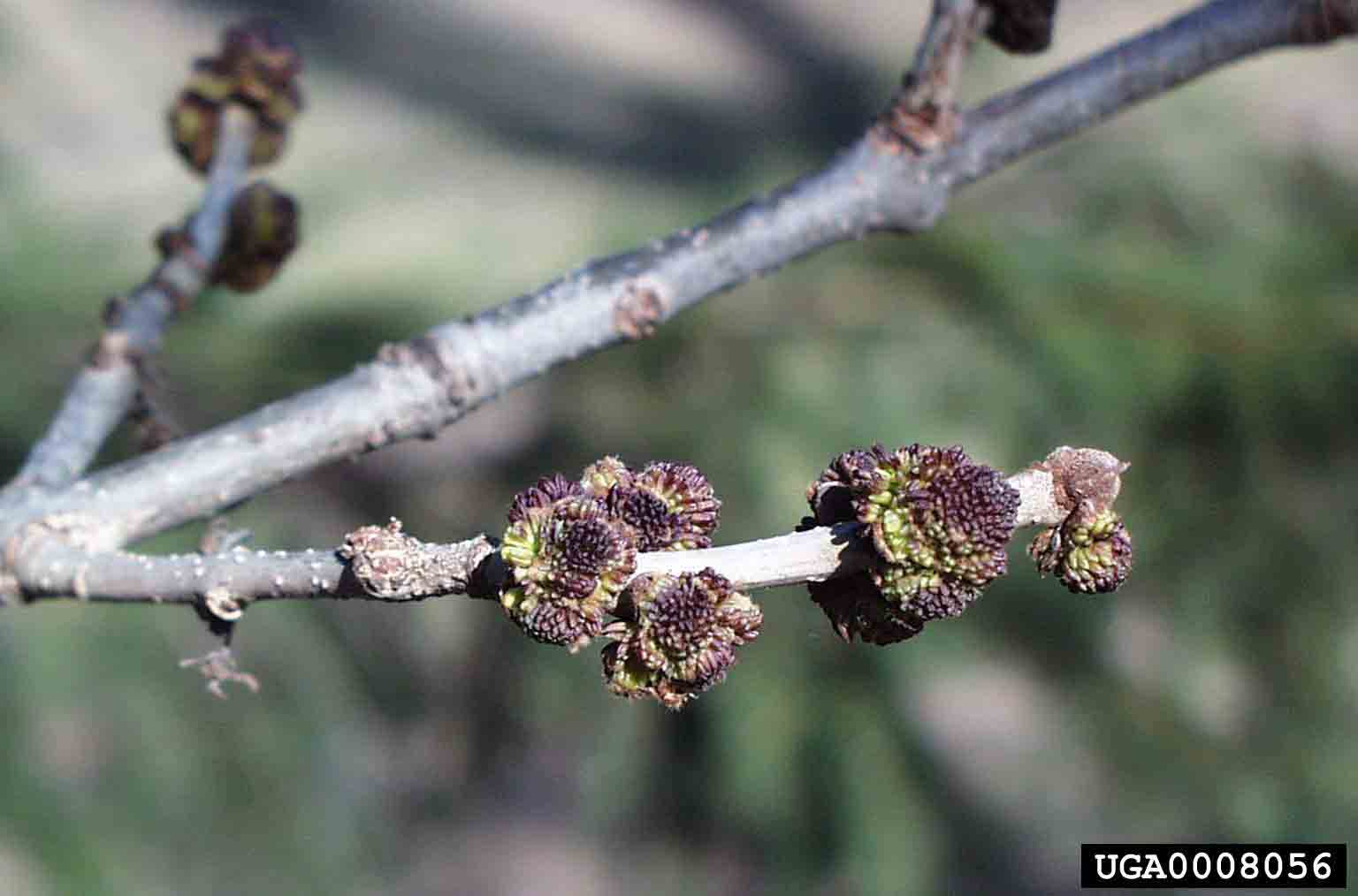Green ash flowers