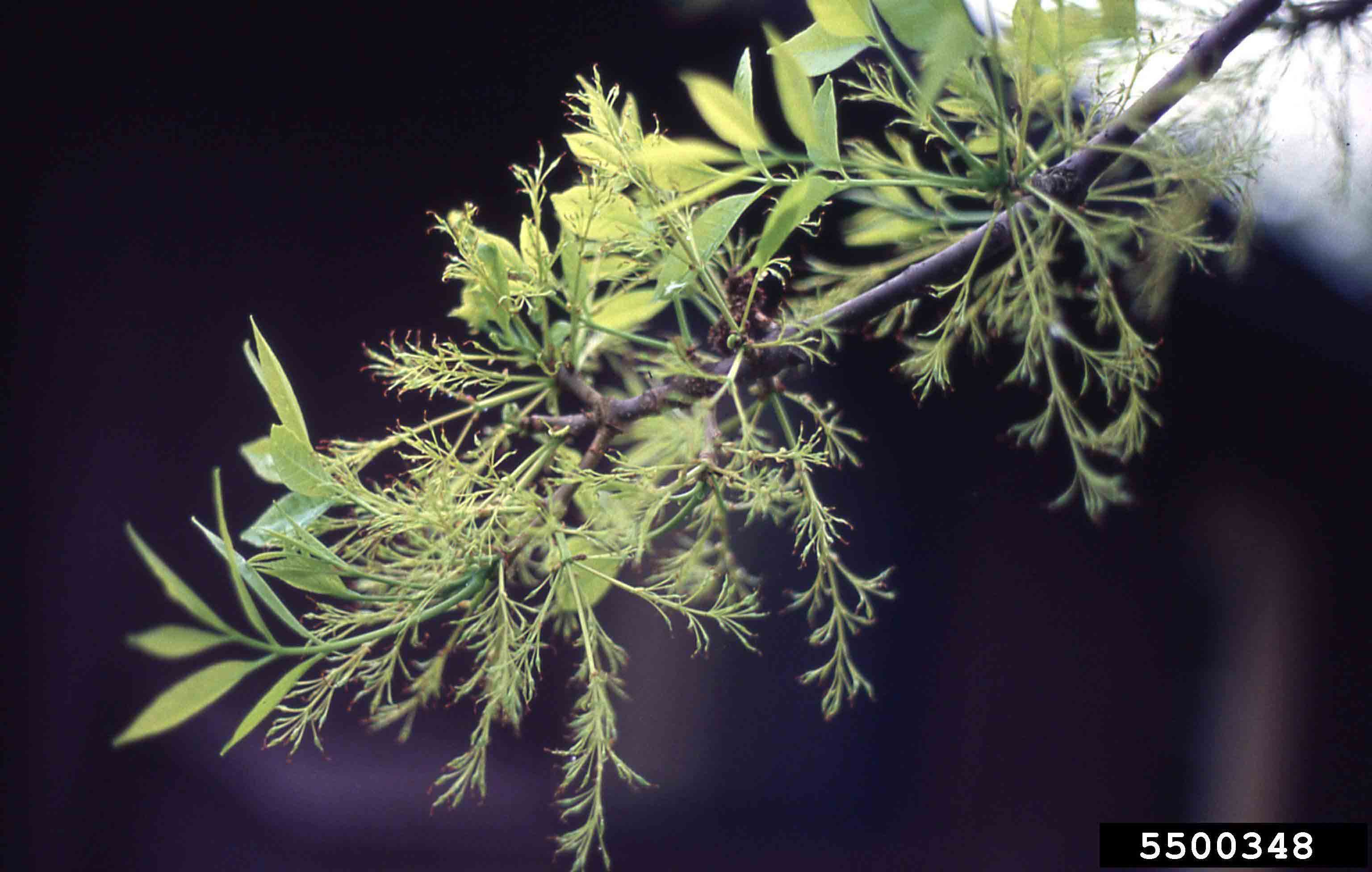 Green ash flowers