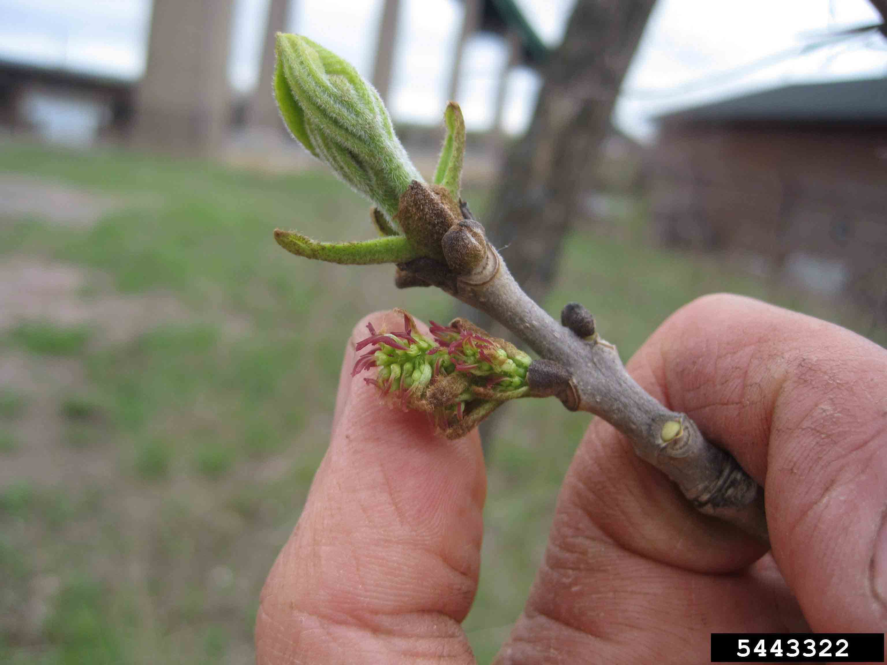 Green ash flowers