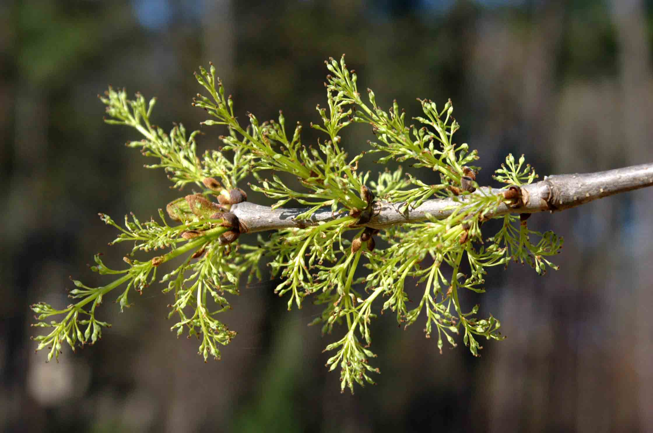 Green ash flowers