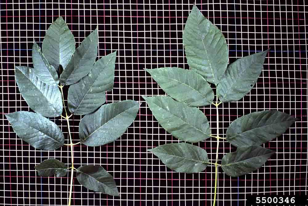 Green ash leaves, pinnately compound, with either 7 or 9 leaflets