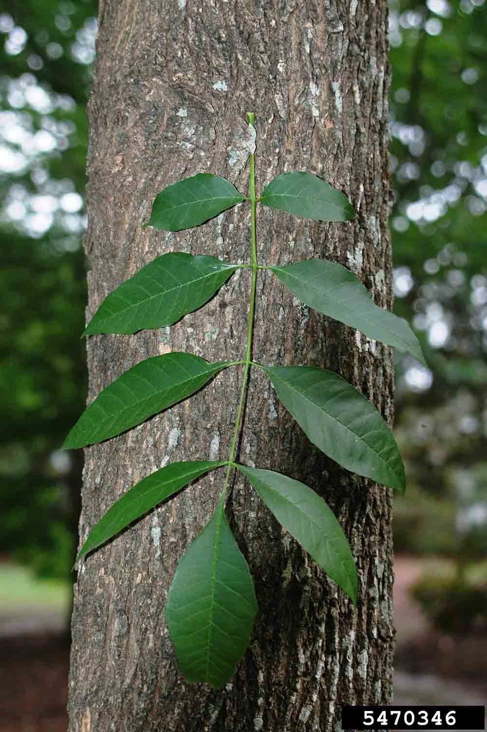 Green ash leaf, pinnately compound, on bark of tree