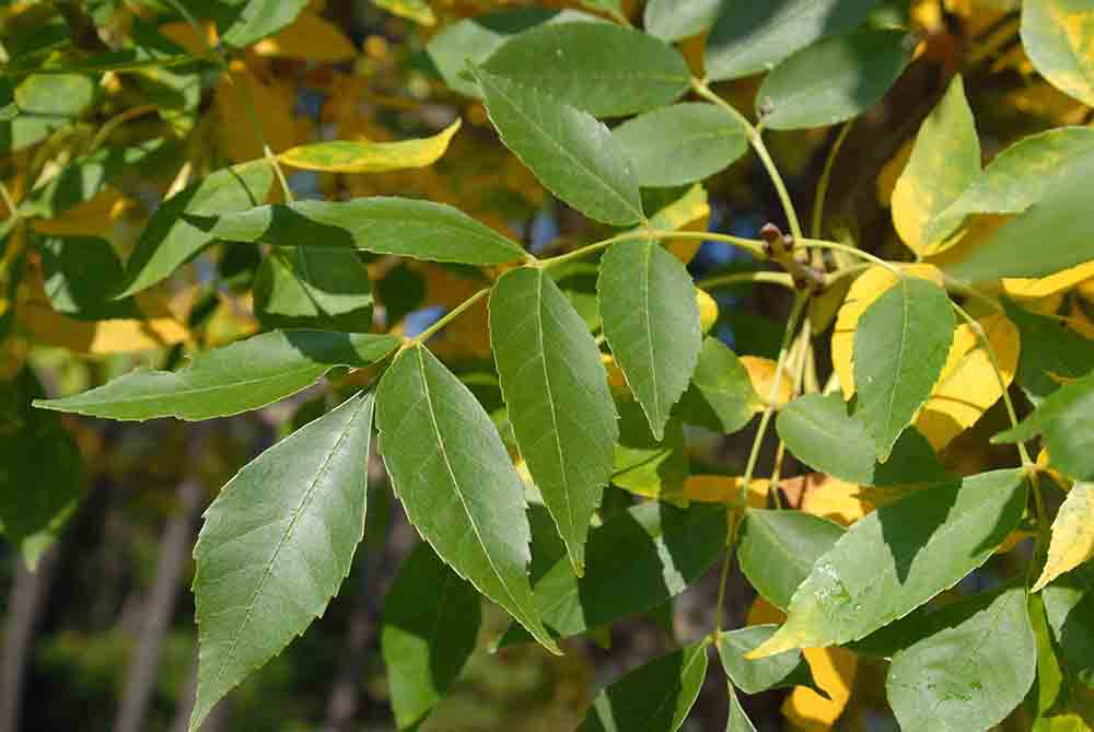Green ash leaves, compound, with toothed margins and in opposite arrangement on the stem