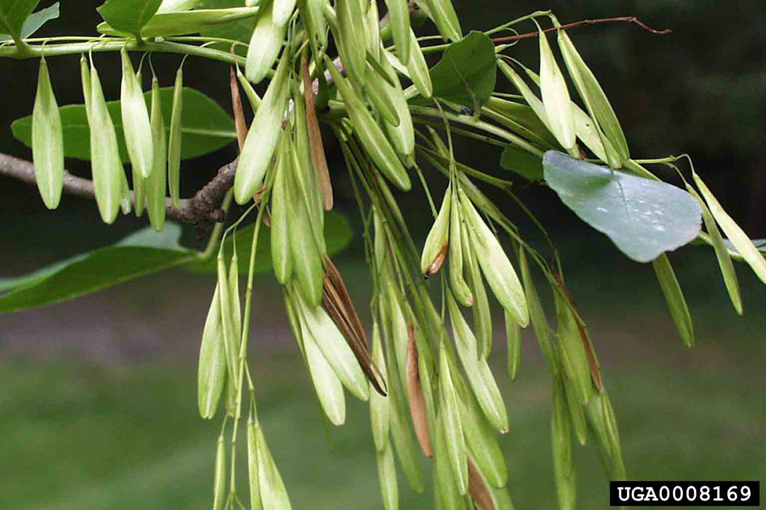 Green ash fruit, samaras 2" long