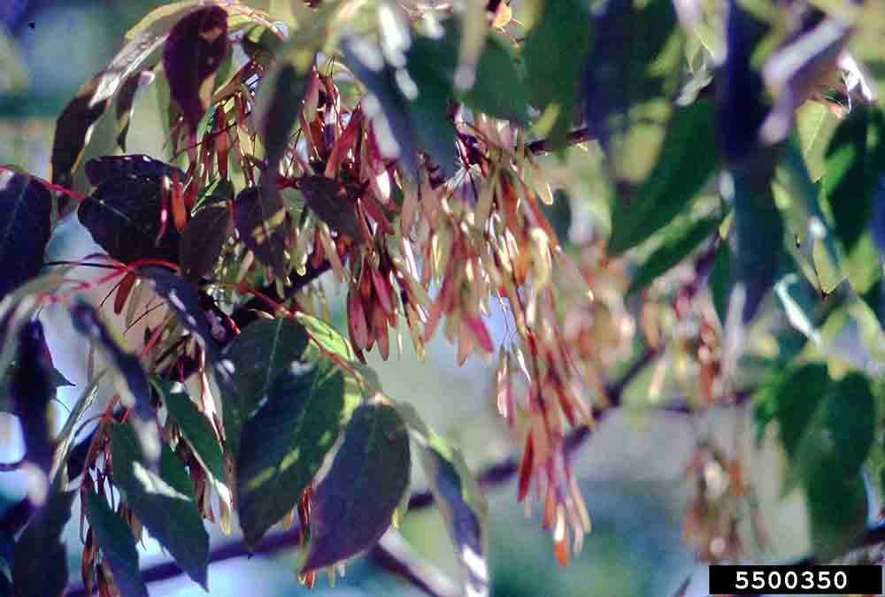 Green ash fruit, samaras in clusters
