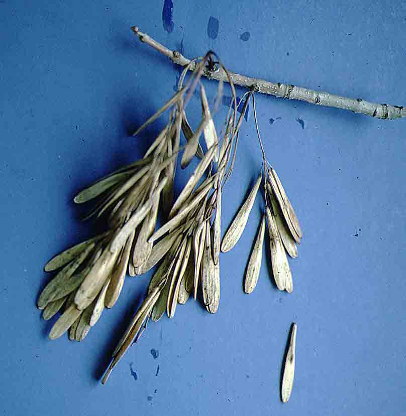 Green ash fruit, samaras 2" long