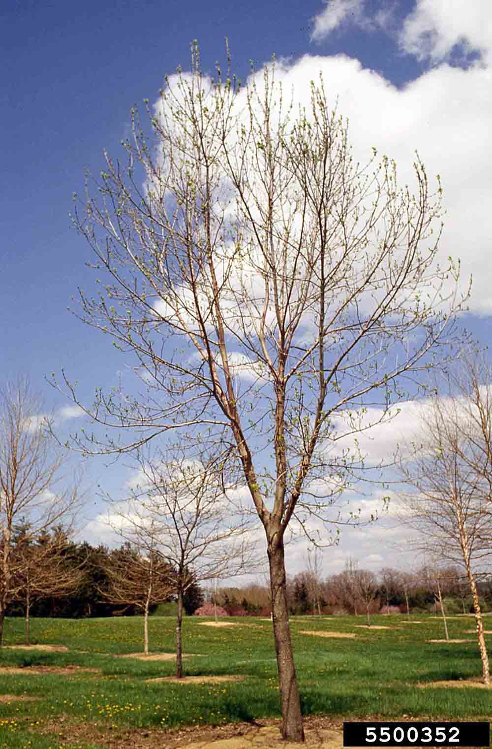 Green ash tree