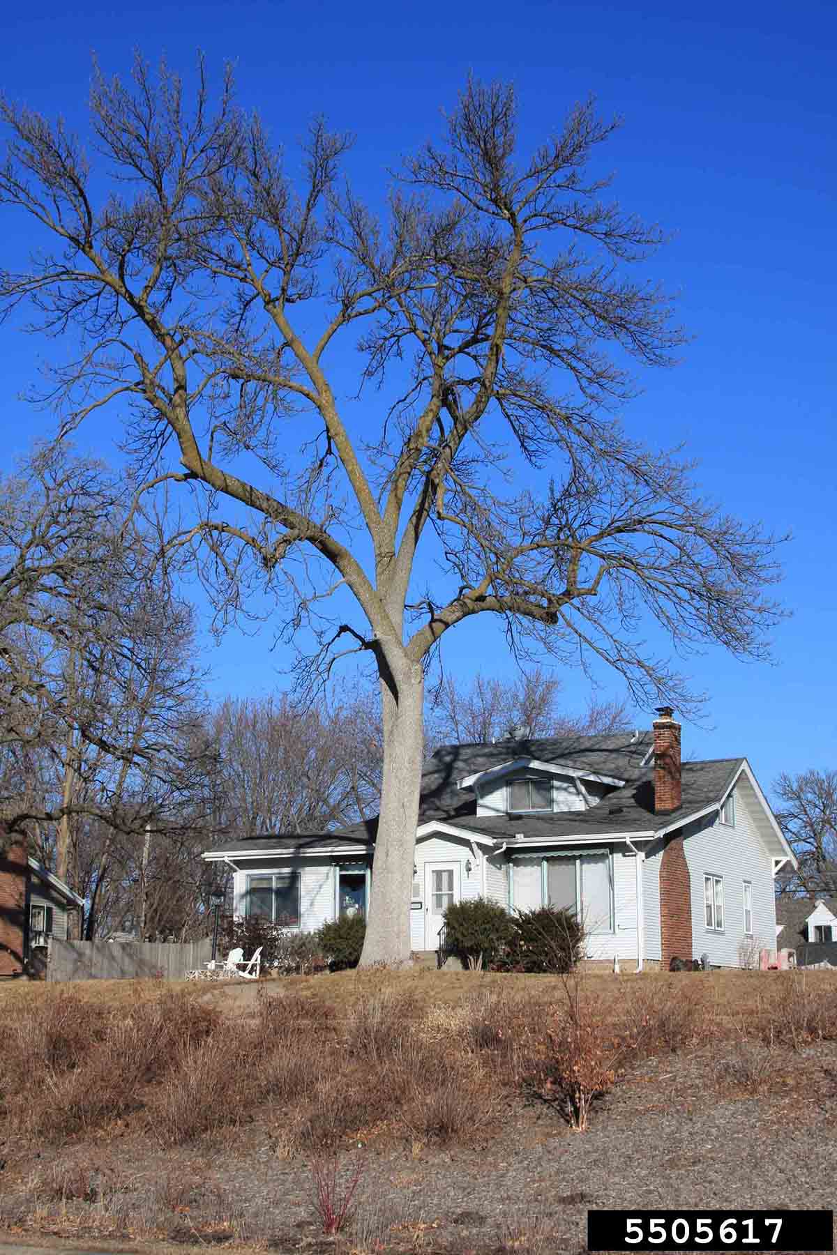 Green ash tree
