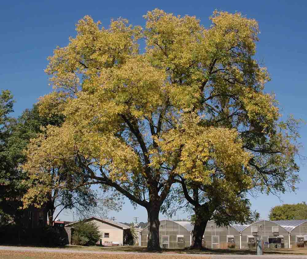 Green ash tree, fall color
