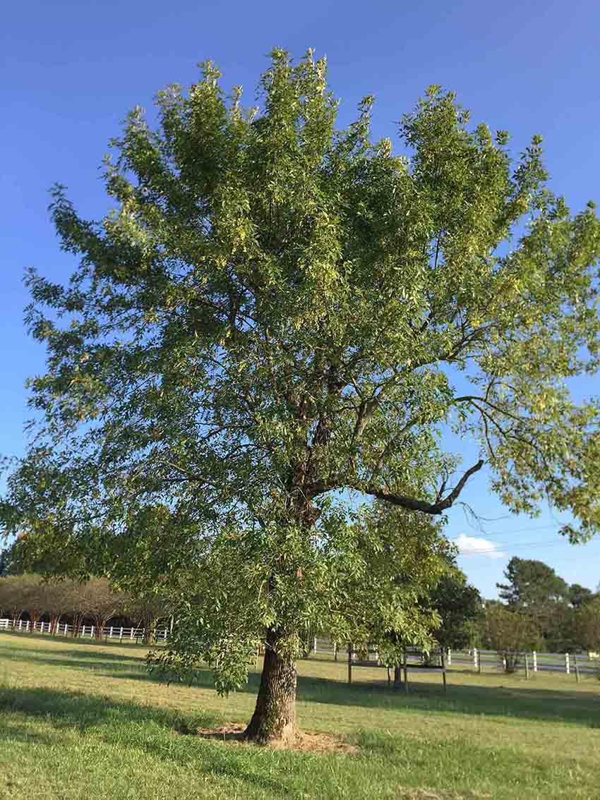 Green ash tree