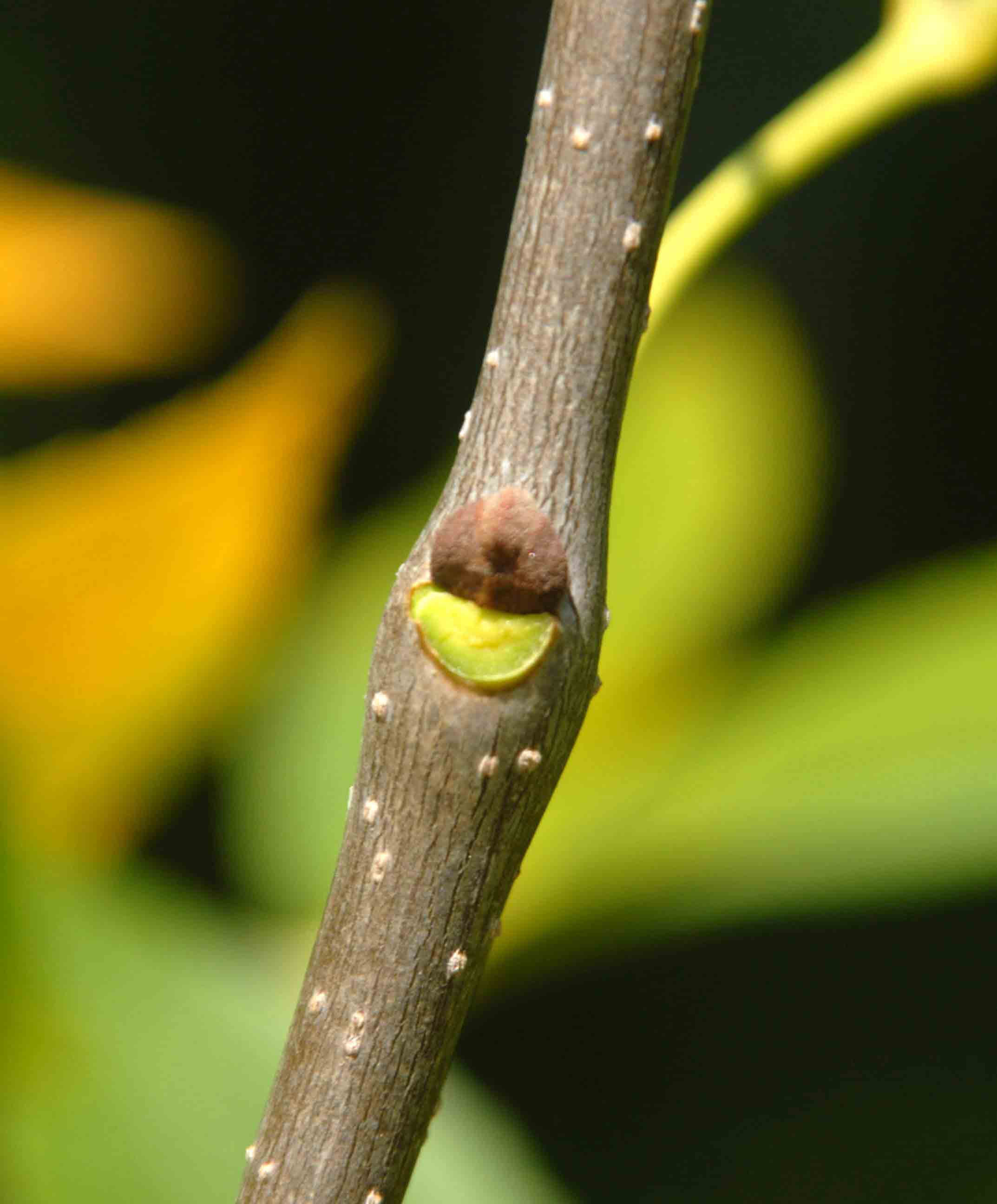 Green ash twig, showing half-moon-shaped leaf scar