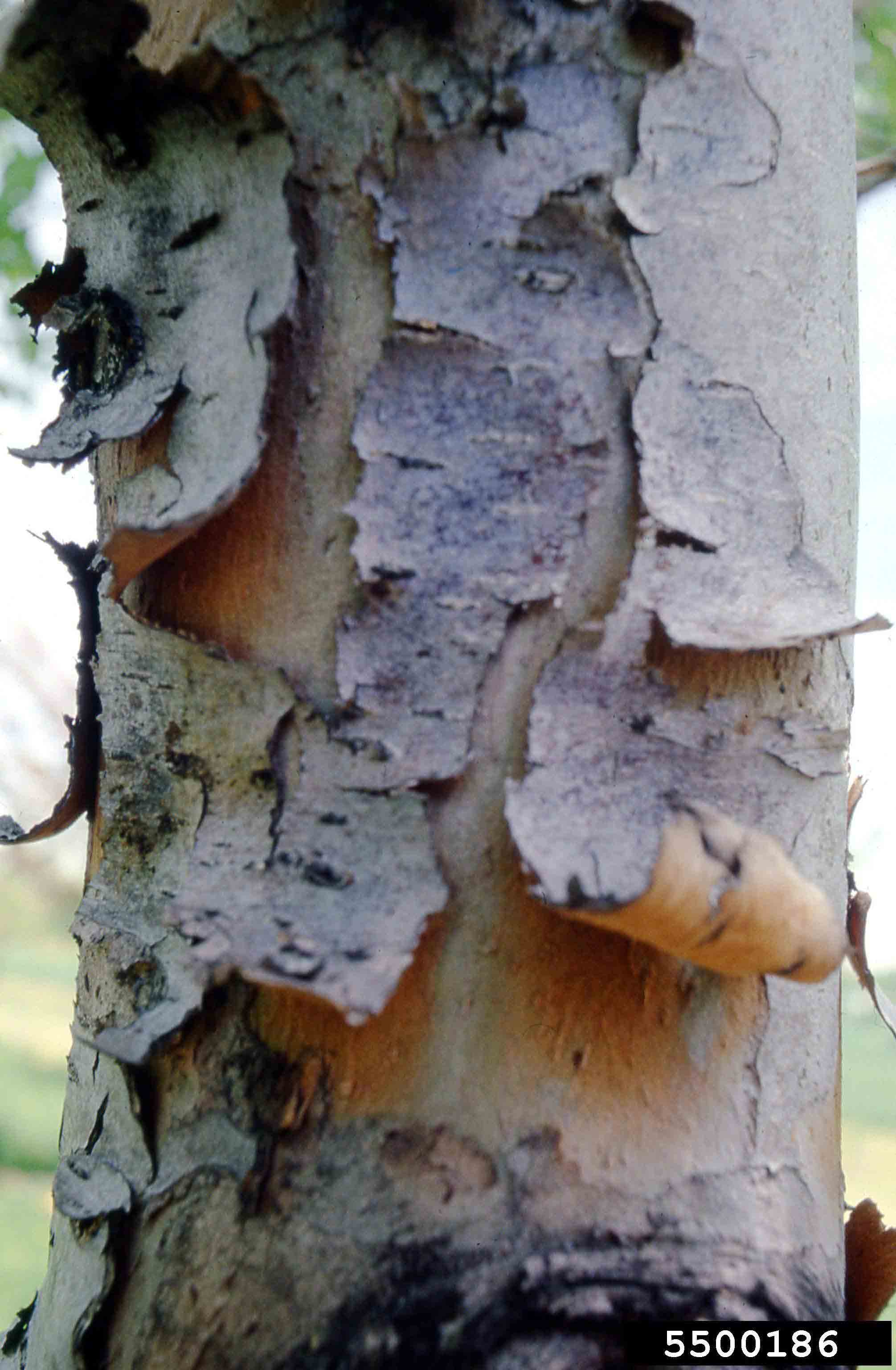 Green hawthorn bark