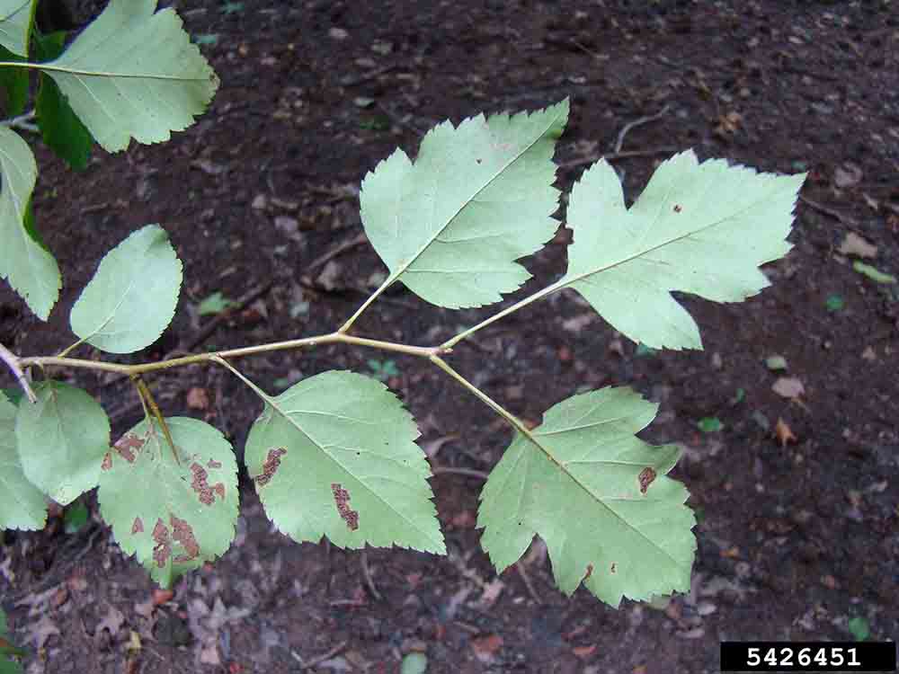 Green hawthorn leaves, undersides