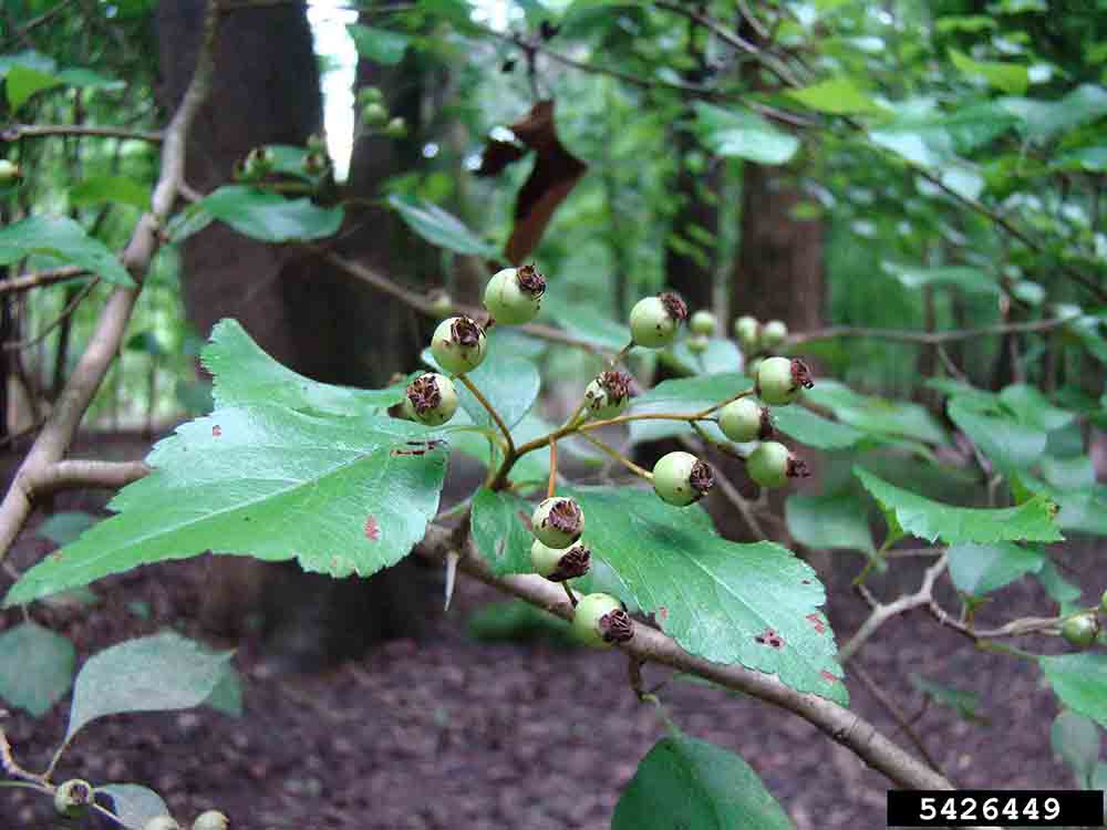 Green hawthorn fruit