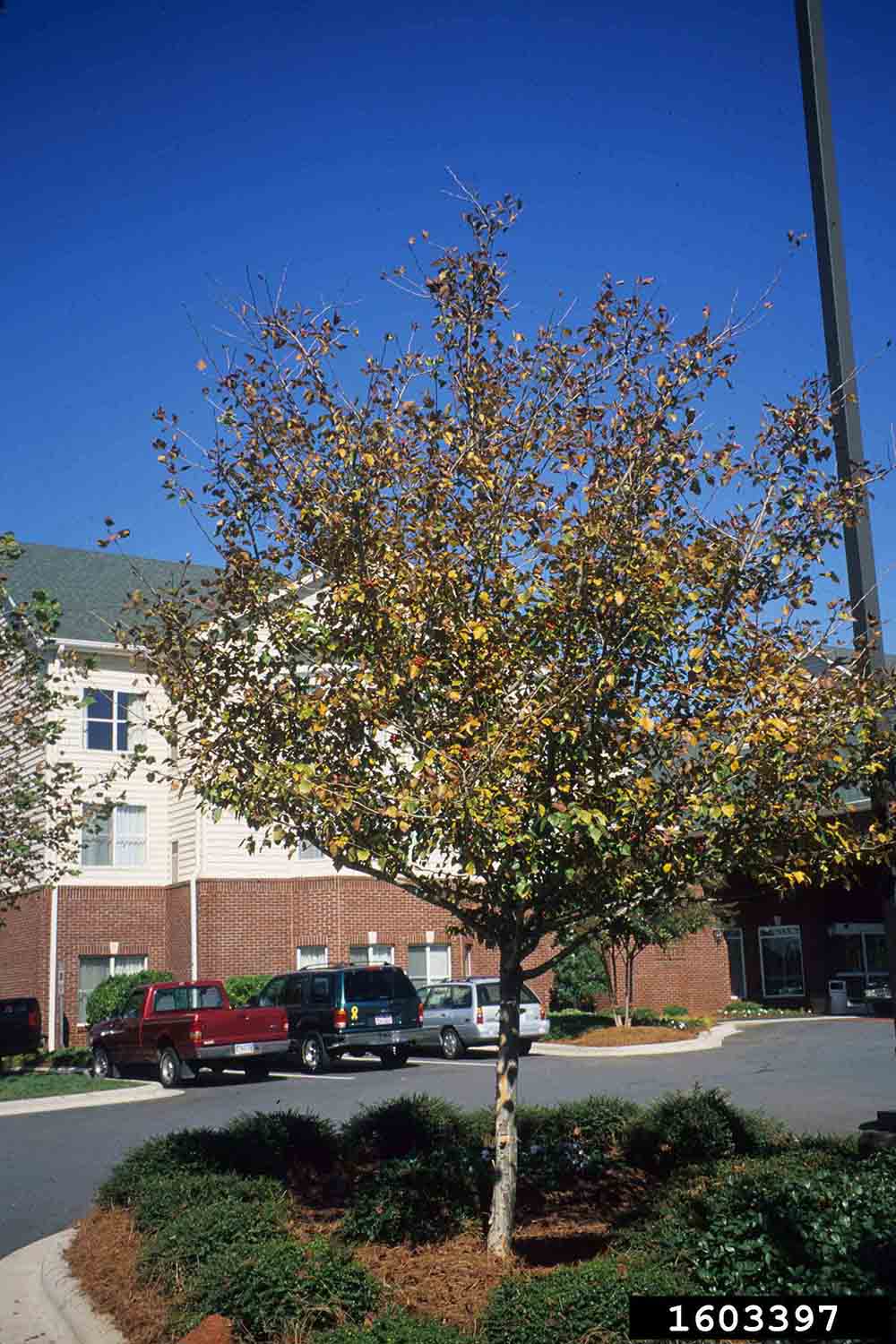 Green hawthorn tree