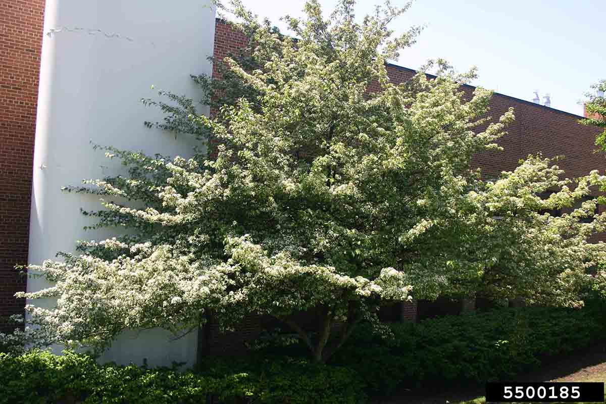 Green hawthorn tree in bloom