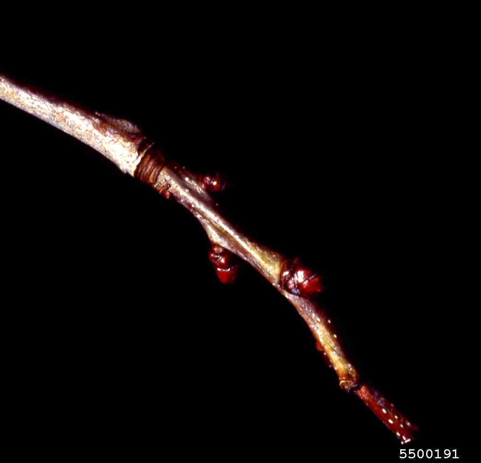 Green hawthorn twig with buds