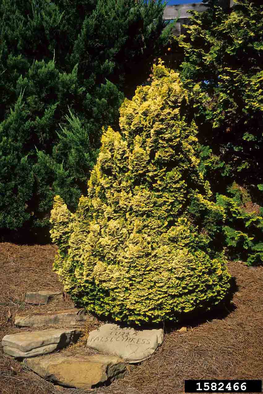 Hinoki false cypress cultivar