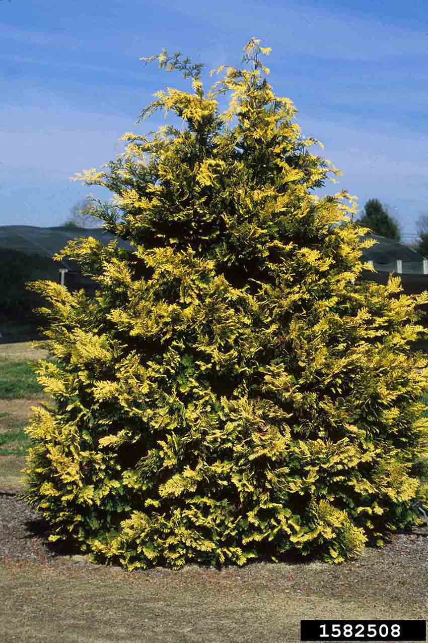 Hinoki false cypress cultivar