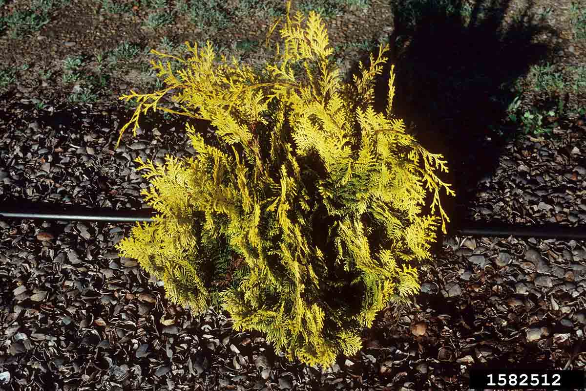 Hinoki false cypress cultivar