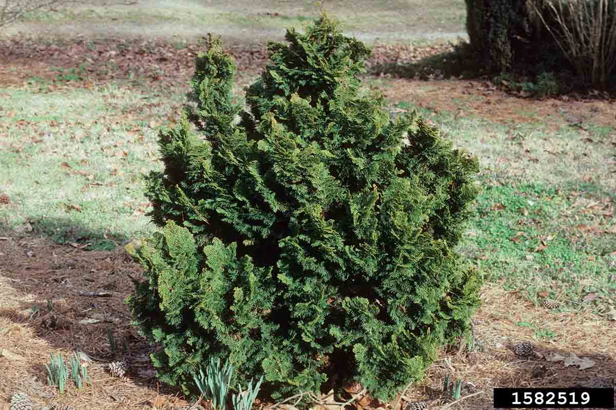 Hinoki false cypress cultivar