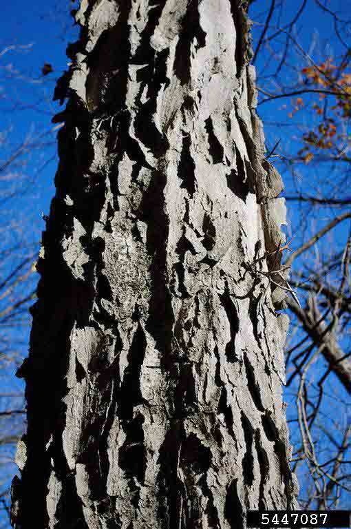 Honey locust bark on trunk