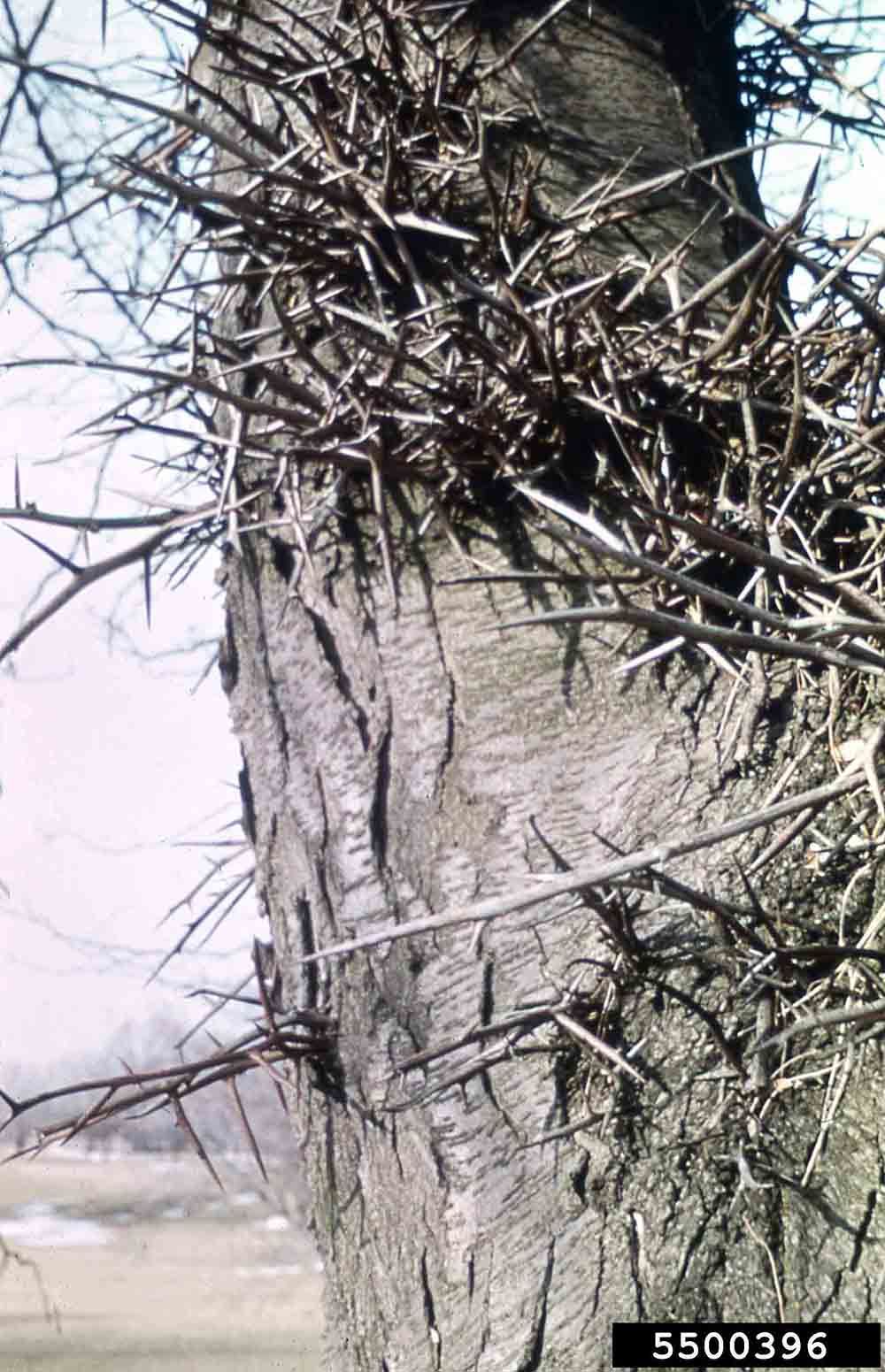 Honey locust trunk with branched thorns