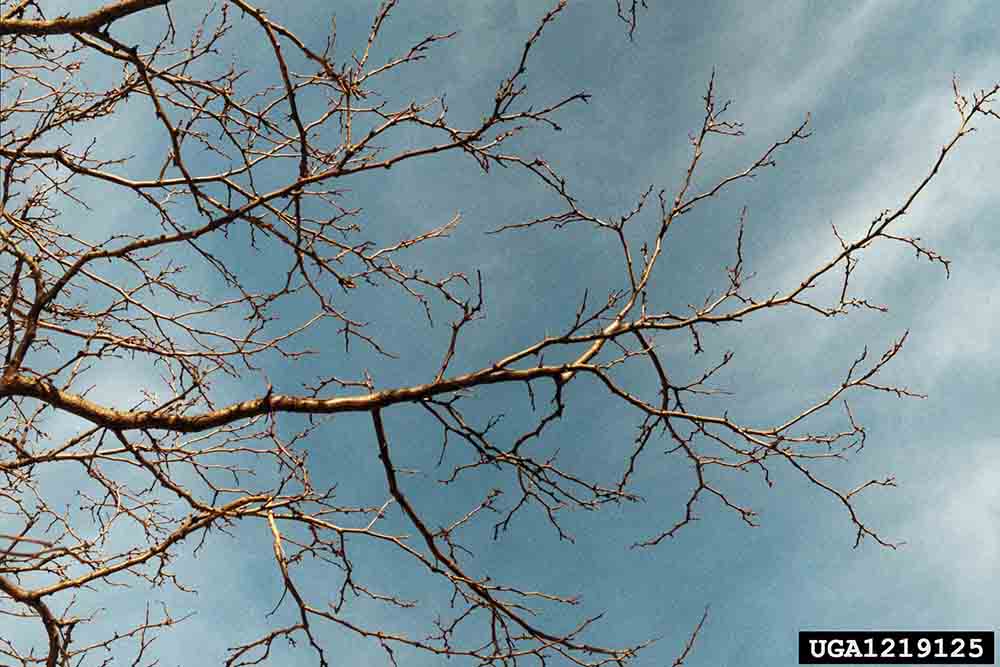Honey locust branching habit, winter