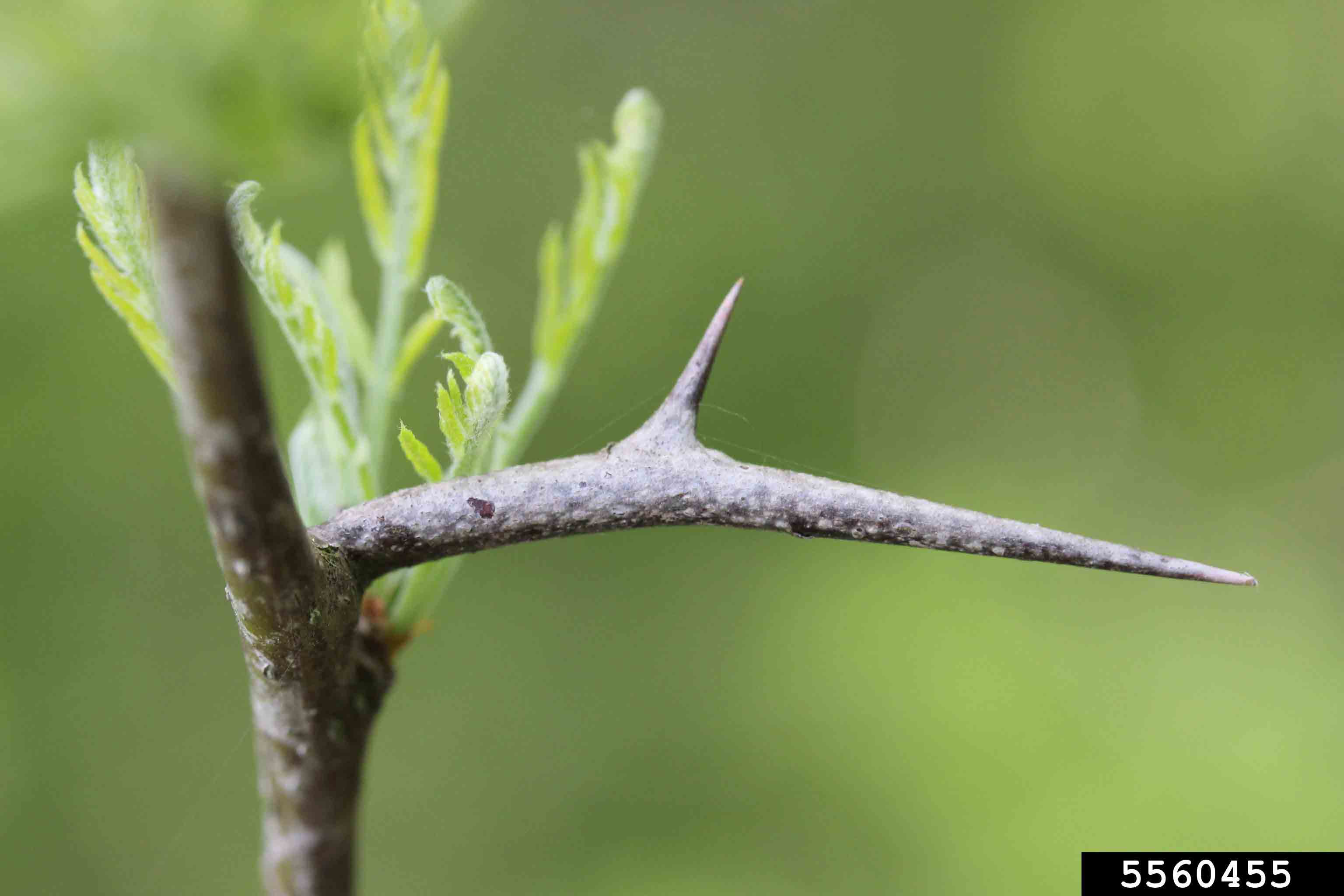 Honey locust branched thorn