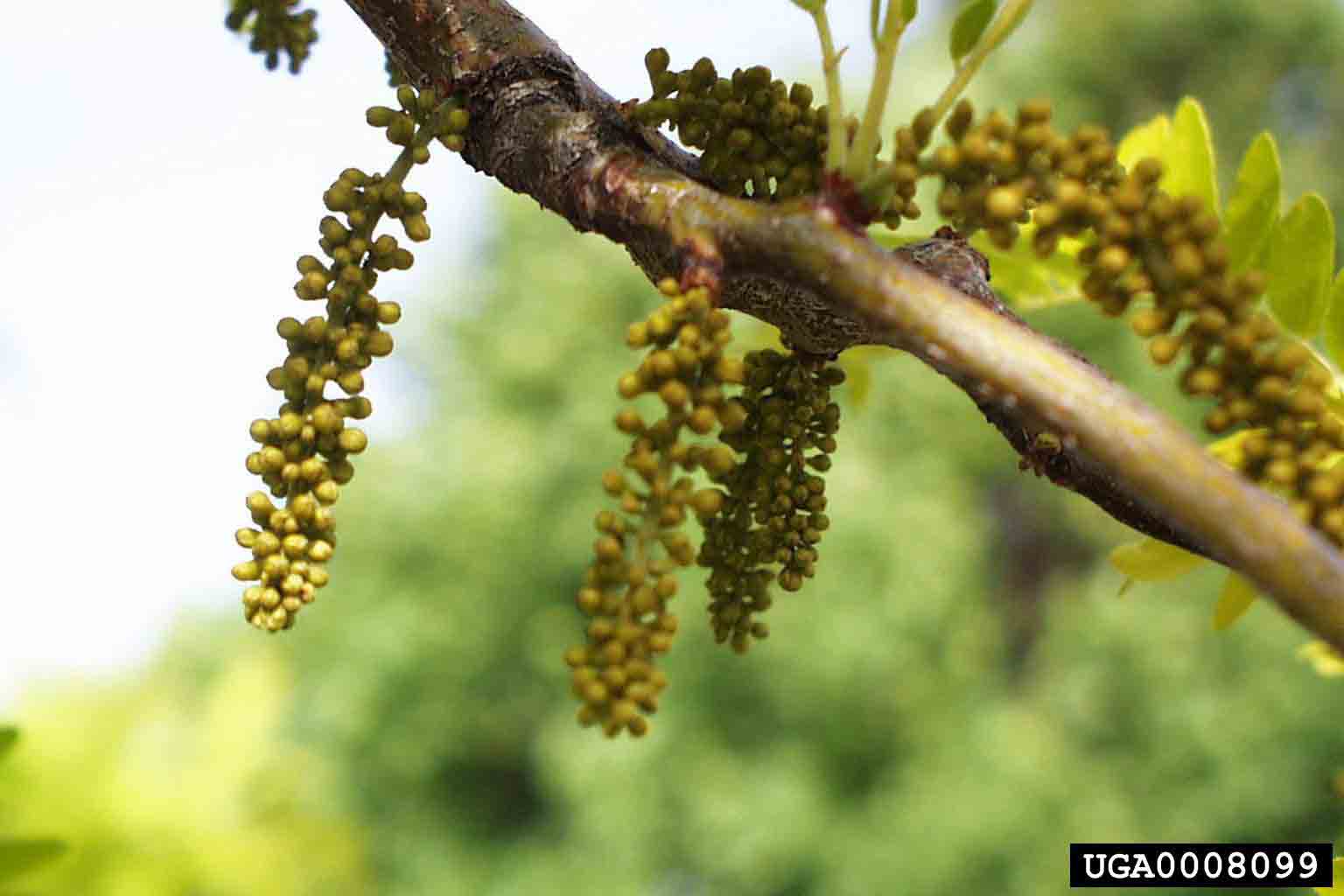 Honey locust flowers