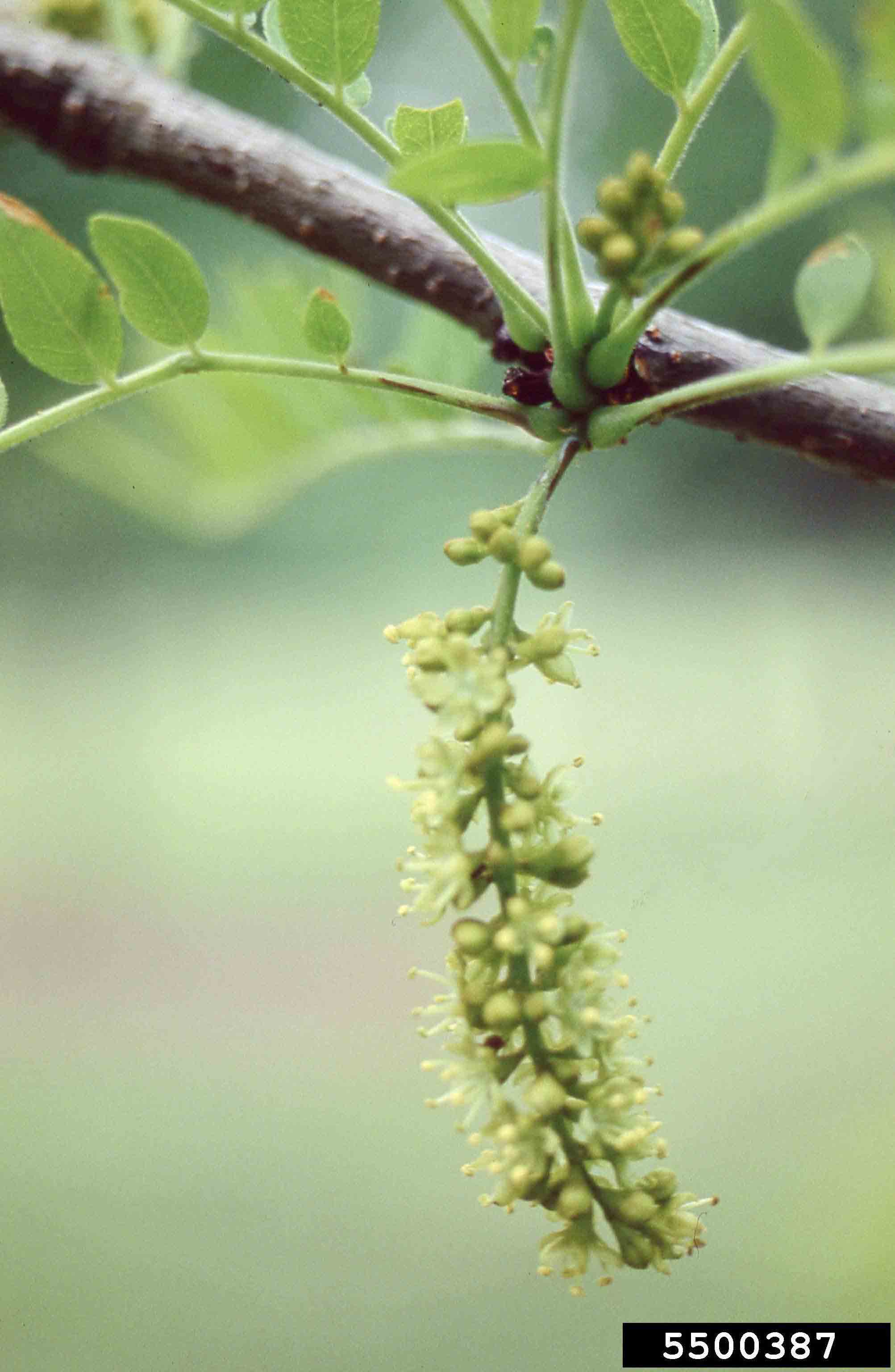 Honey locust flowers