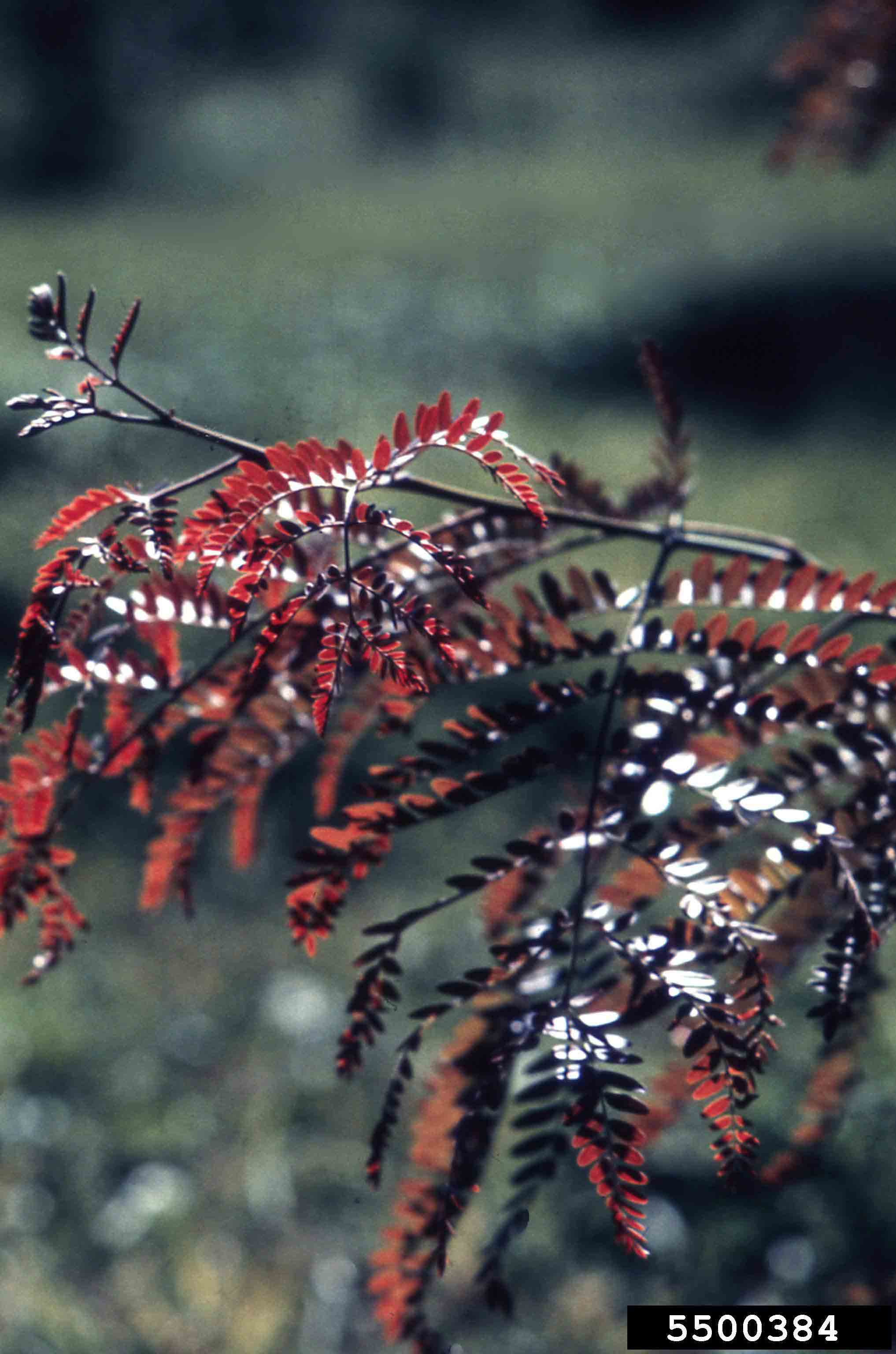 Honey locust foliage