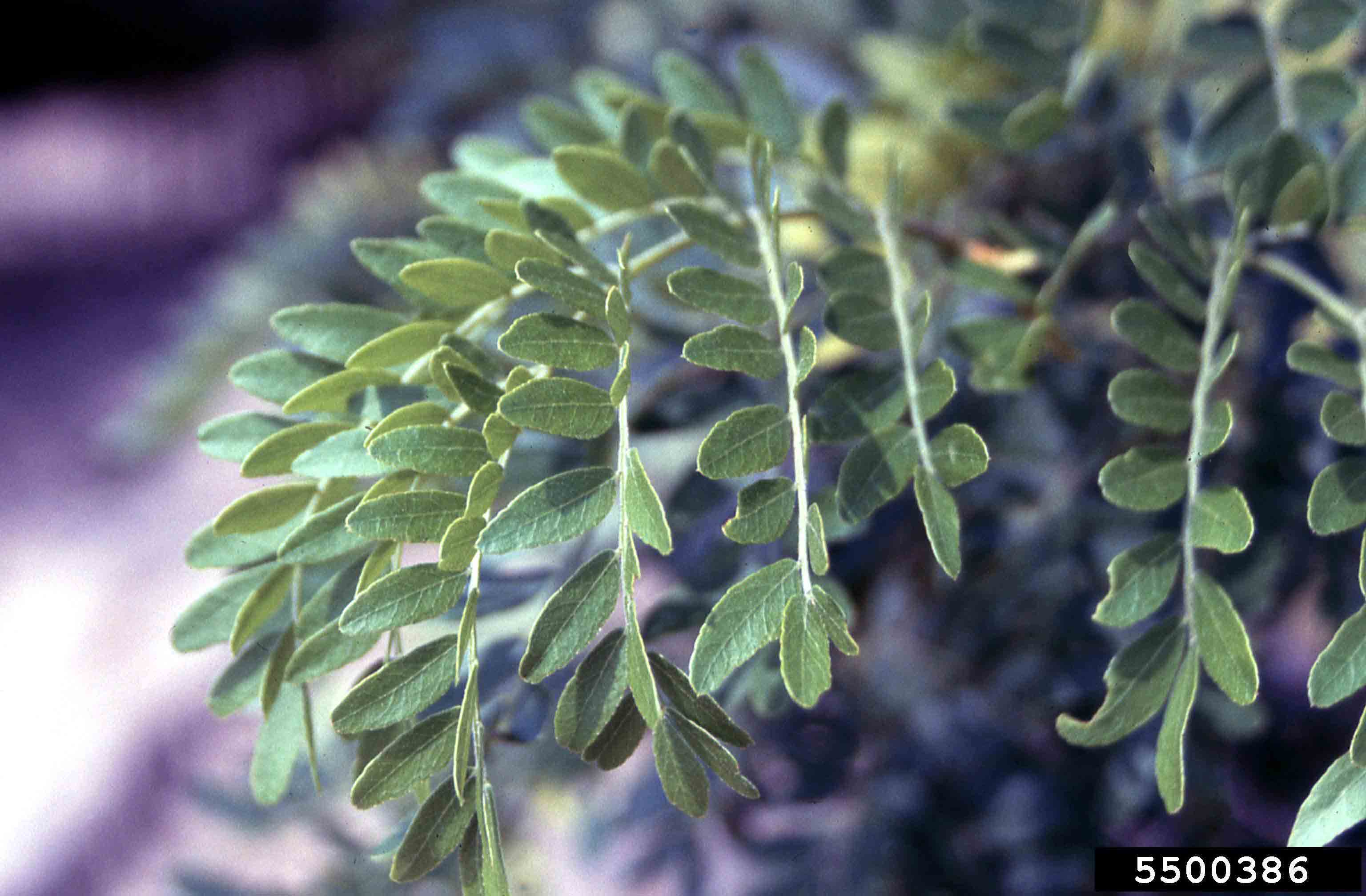 Honey locust leaflets in compound leaf