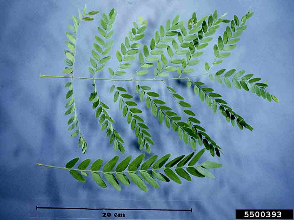 Honey locust leaves, either bipinnately compound (above) or pinnately compound (below)