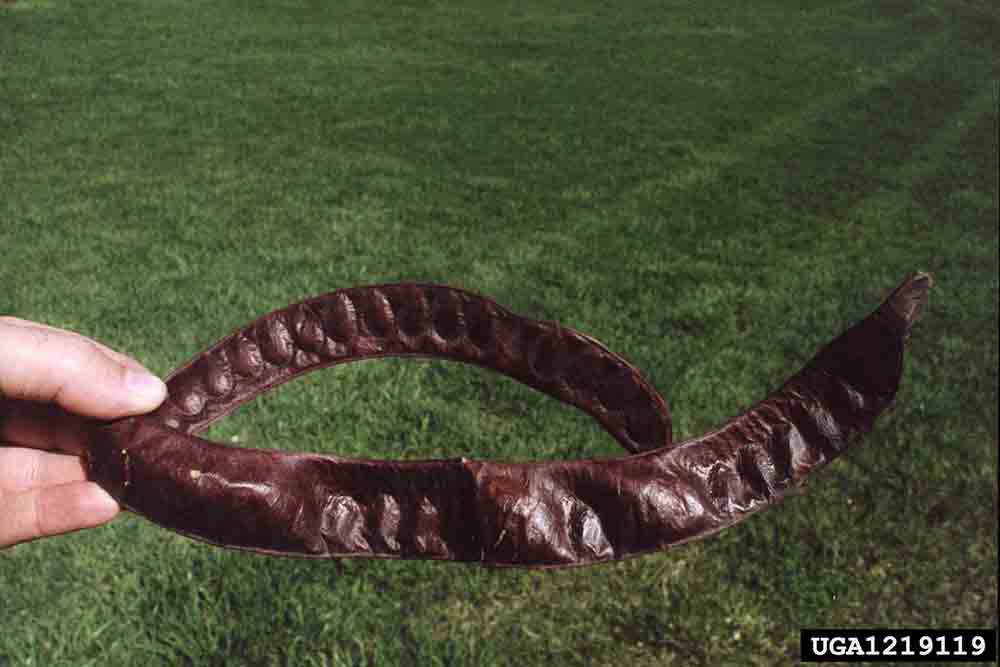 Honey locust seed pod