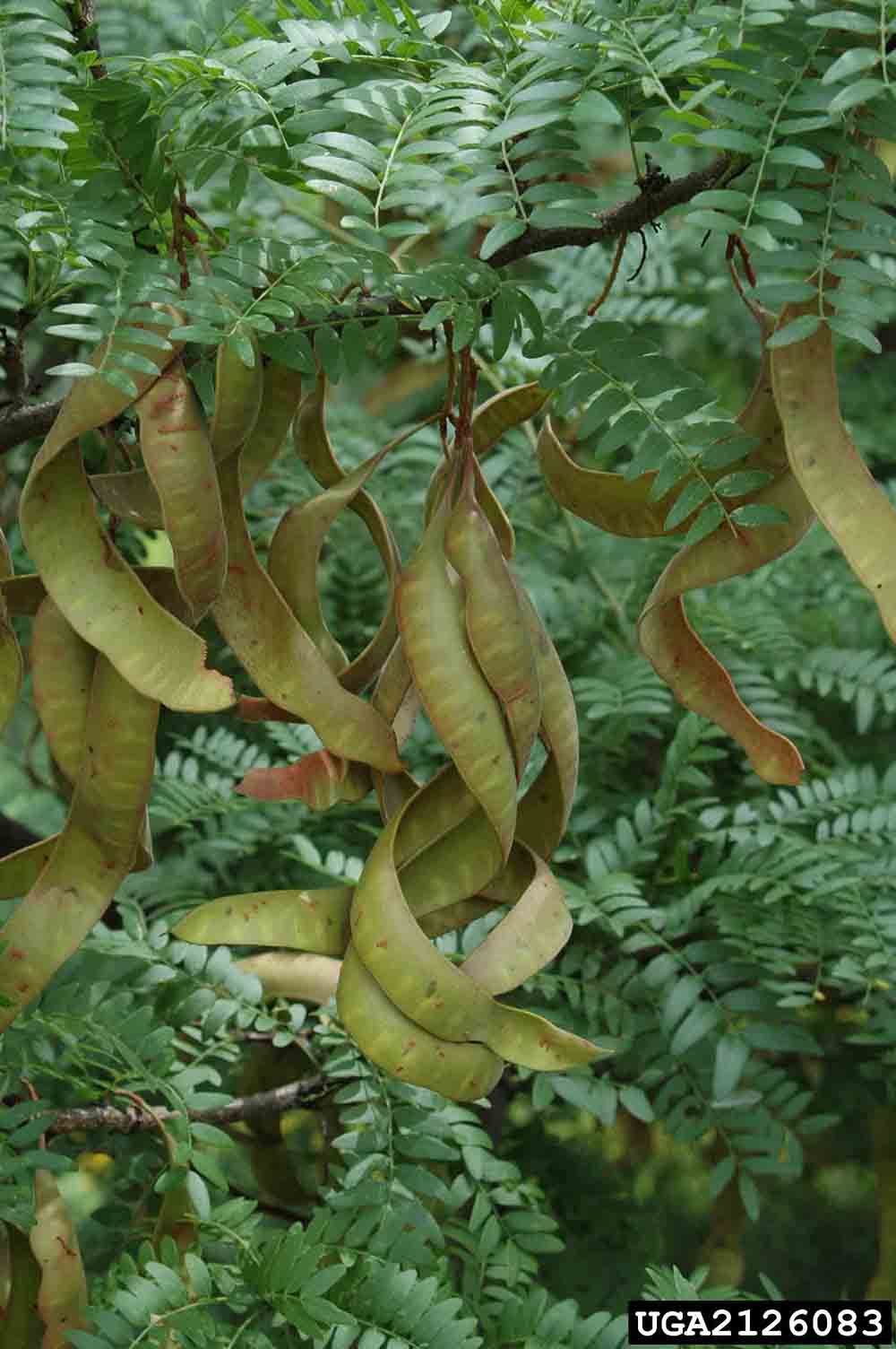 Honey locust seed pods