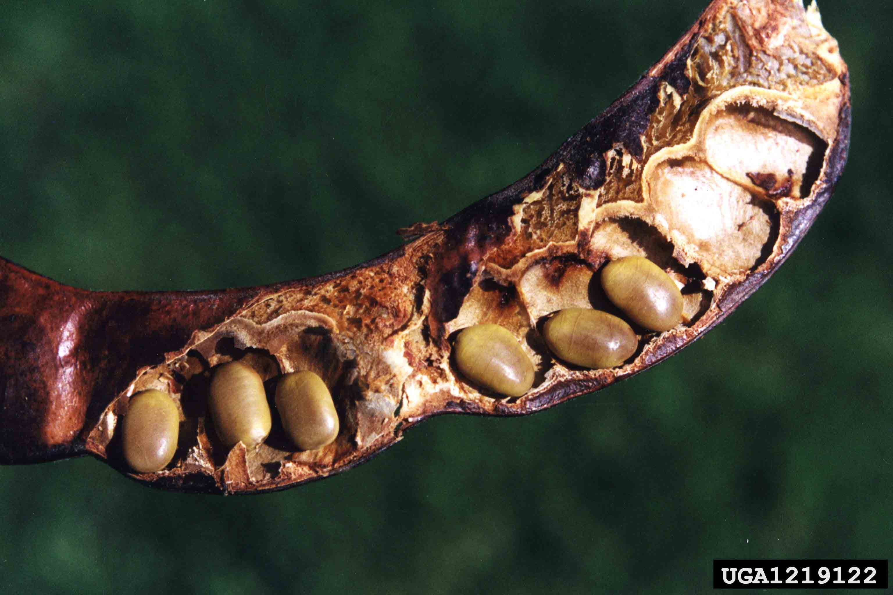 Honey locust seeds in pod
