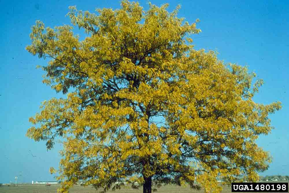Honey locust tree, fall