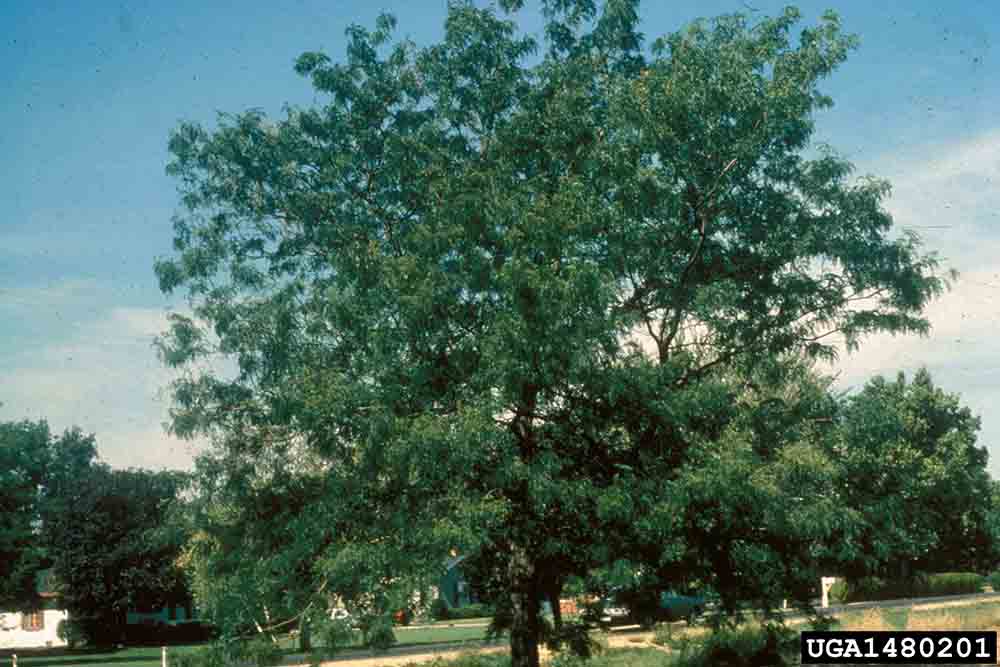 Honey locust tree, summer