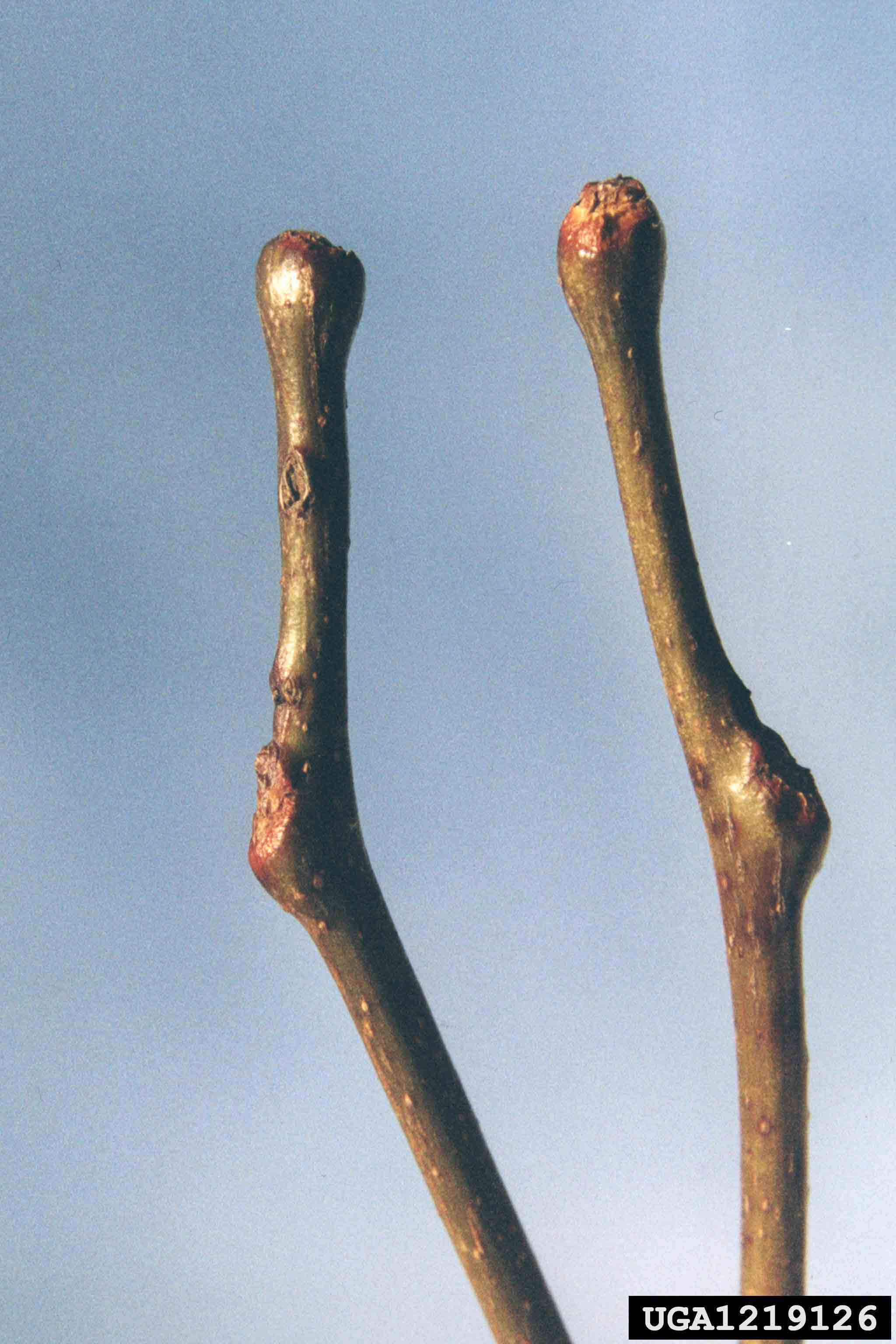 Honey locust twigs