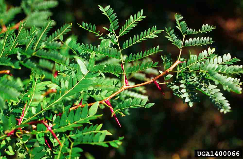 Honey locust bipinnately compound leaves arranged alternately on twigs, with thorns