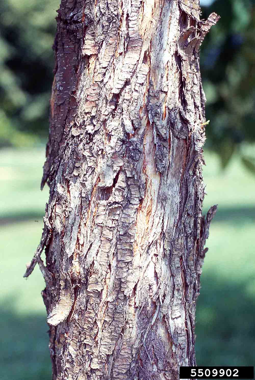 American hop hornbeam bark